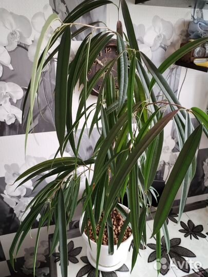 Фикус биннедика Али