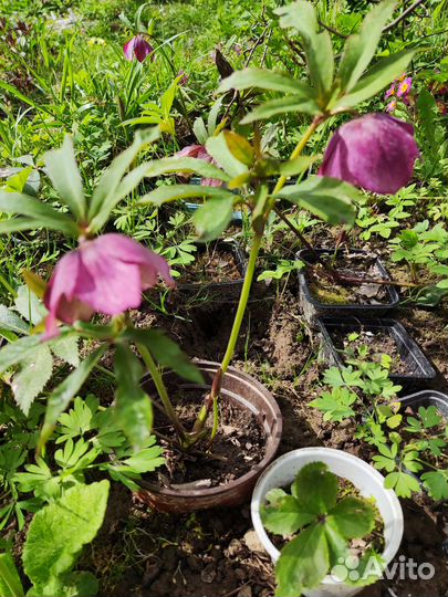 Цветы для сада