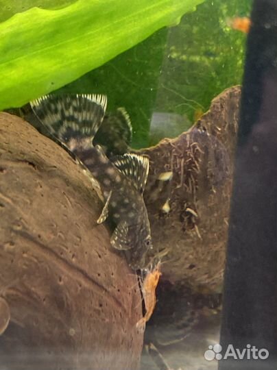 Аквариумные рыбки и растения(или обмен)