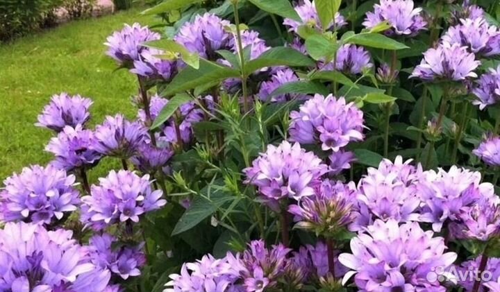 Многолетние цветы