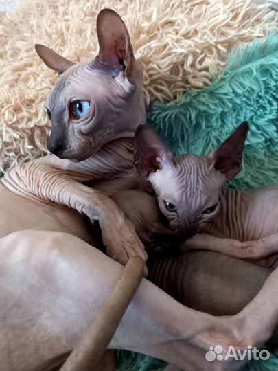 Котята Бамбино эльфики