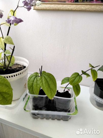 Клеродендрум мадам Томпсон