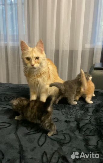 Котята мейн-кун