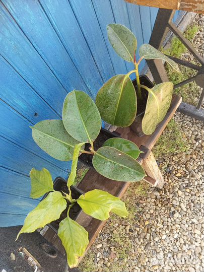 Комнатные растения цветы