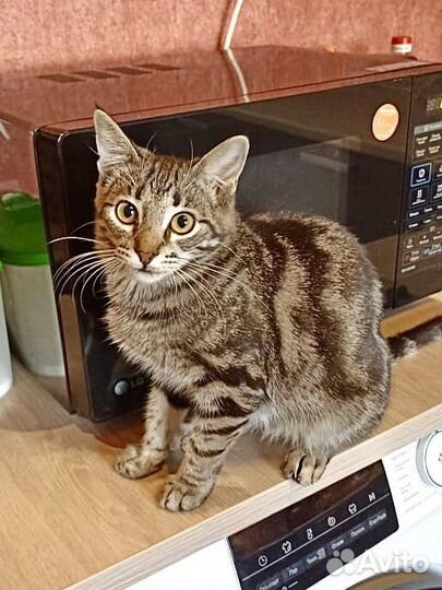 Котенок в добрые руки