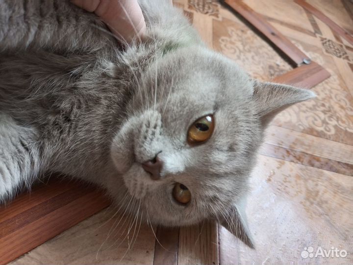 Отдам в добрые руки