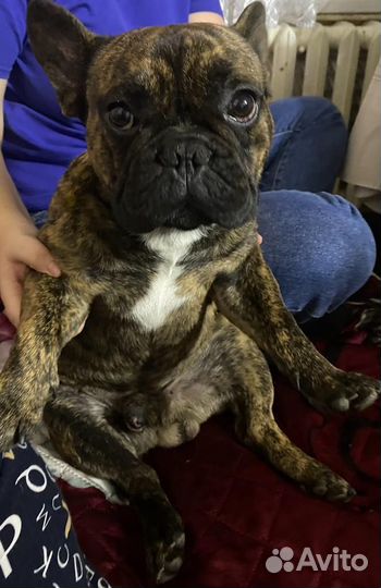 Французский бульдог кабель вязка