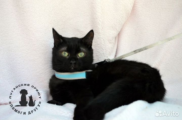 Лапик хочет домой