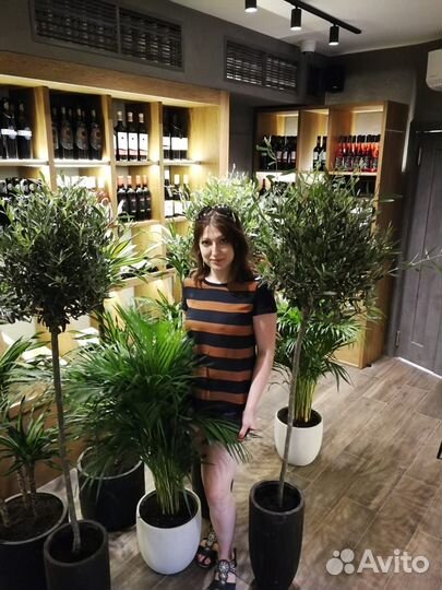 Растерия. Деревья. Уход или высадка растений, от