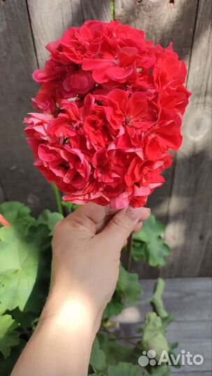 Пеларгония герань лиа Жар-птица