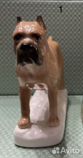 Кане- корсо