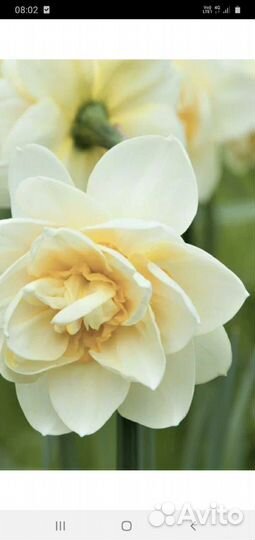 Рассада многолетних цветов