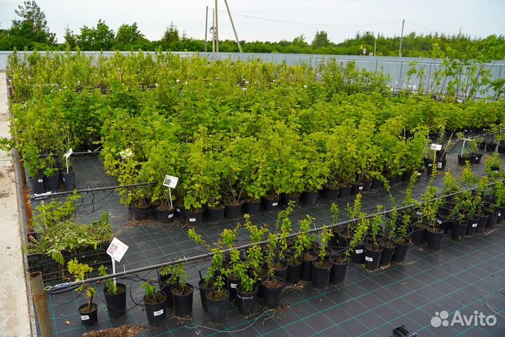 Смородина, крыжовник, ежевика, шелковица