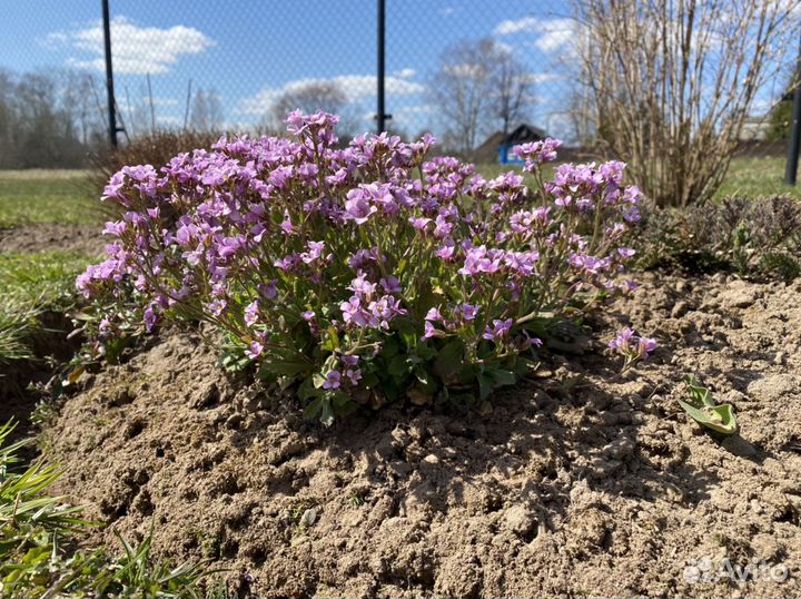 Арабисы, Тимьян, Мыльнянка, Астильбы