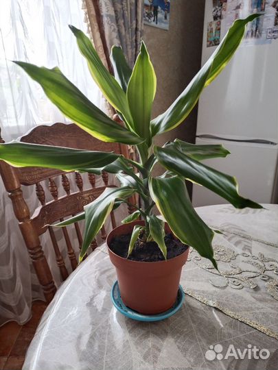 Пальма Юкка