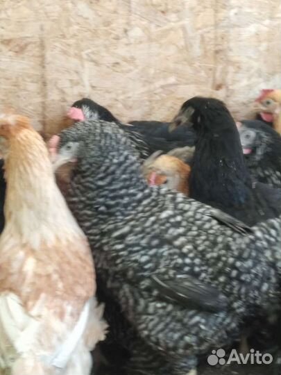 Доминанты и другие курочки