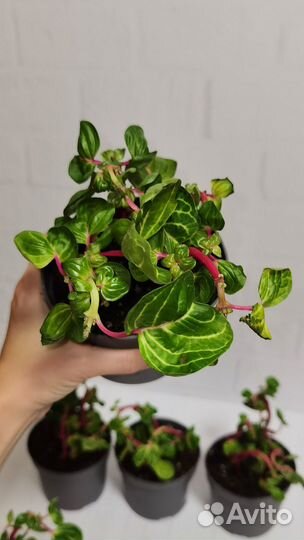 Ирезине Хербста aureoreticulata