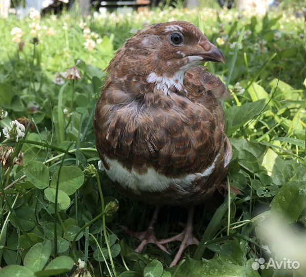 Перепела, цыплята, селадон, серебристый феникс