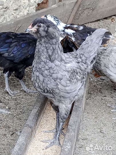 Амераукан и Маран