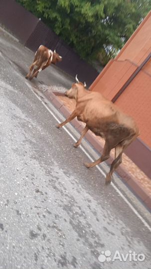 Коровы дойные