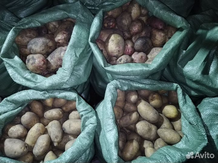 Продам картофель