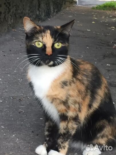 Кошка бесплатно