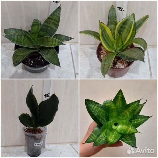 Сансевиеря сортовая в ассортименте