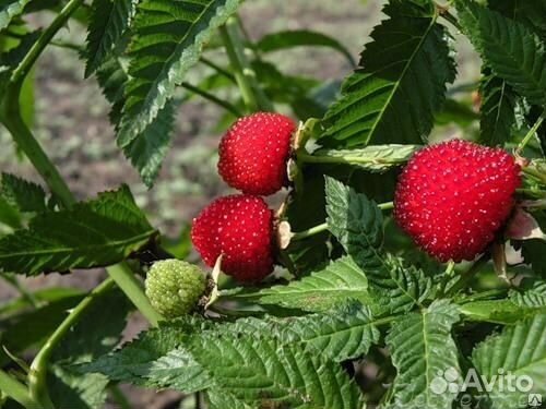 Малина тибетская или розолистная