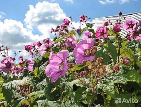 Малина клен душистая морозостойкая