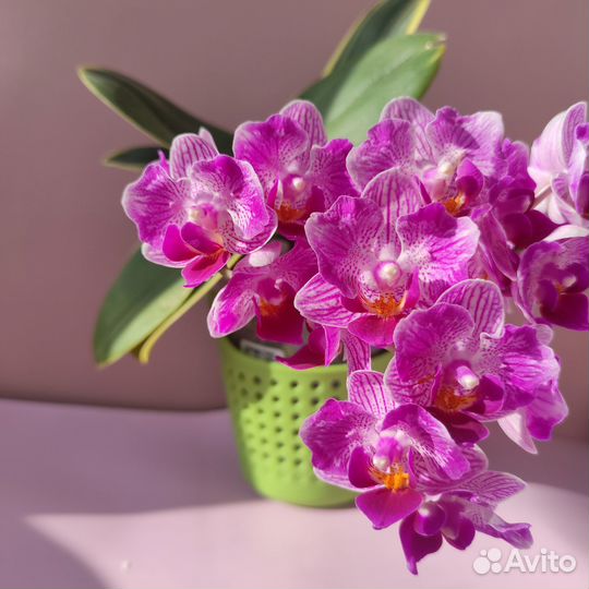 Sogo vivien бабочка орхидея