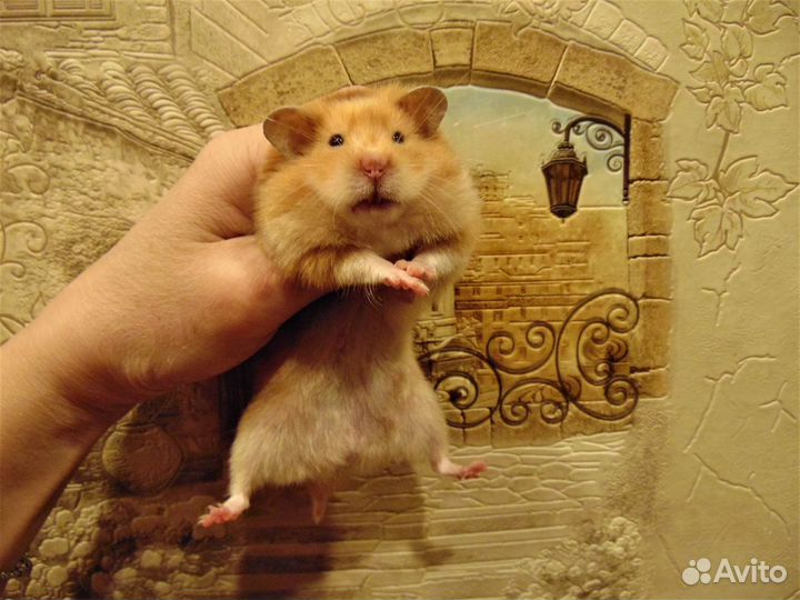 Сирийские. ангорские. джунгарские хомяки,клетки эж