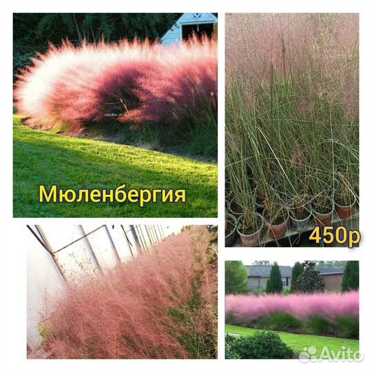 Декоративные злаки