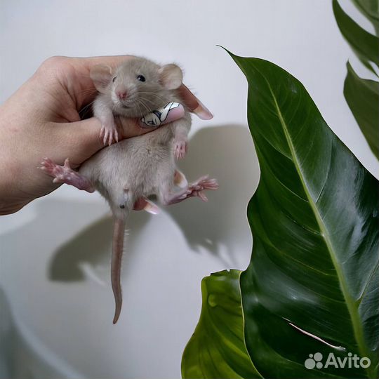 Крысята Дамбо. Крыса Дамбо. Редкие окрасы. Крысы