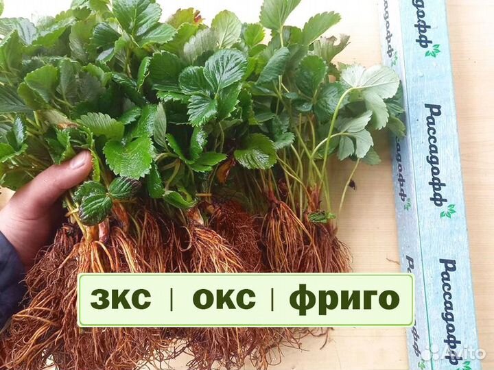 Рассада клубники. Оптом
