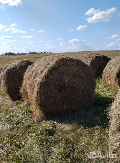Сено в рулонах