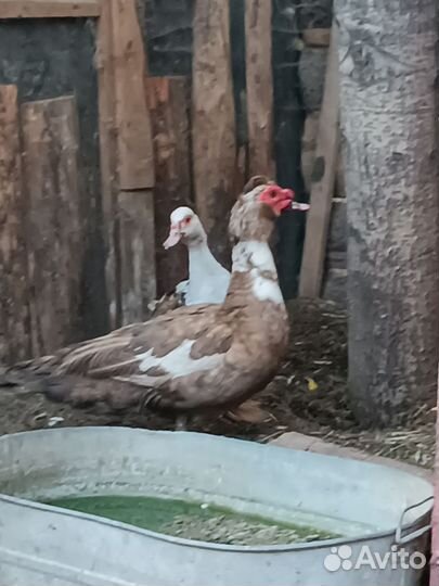 Утята мускусной утки (индоутки)