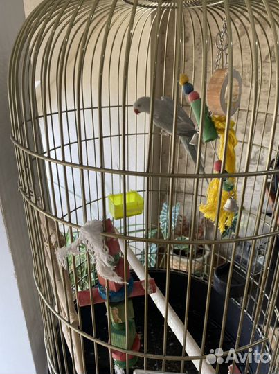 Попугай кольчатый вместе с клеткой