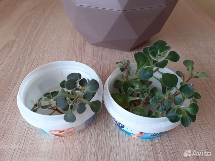 Аихризон дерево любви