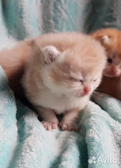 Британские золотые котята