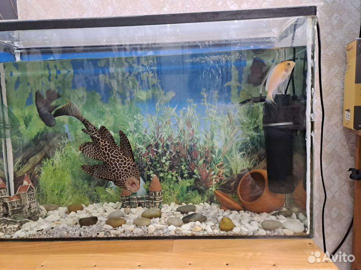 Аквариум с рыбками