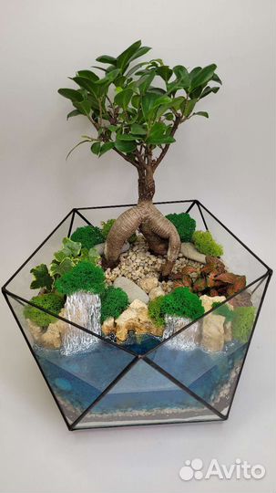 Флорариум бонсай