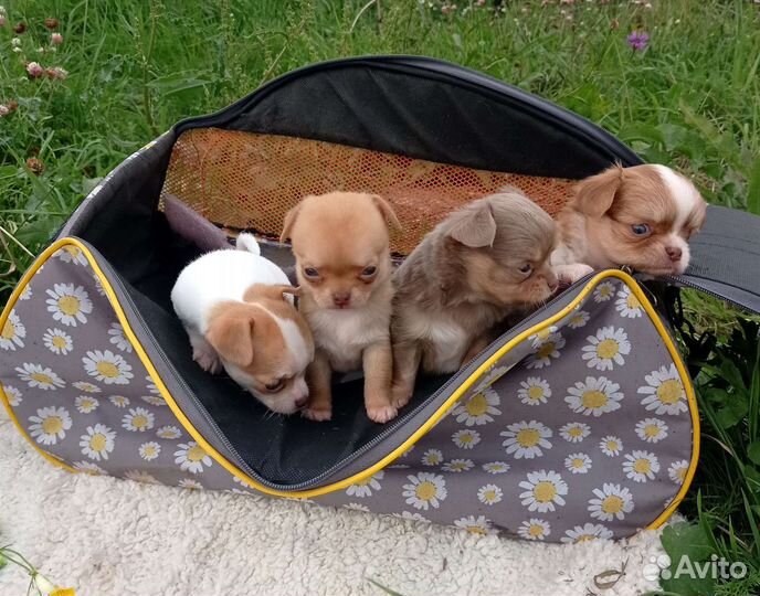 Чихуахуа мини и стандарт