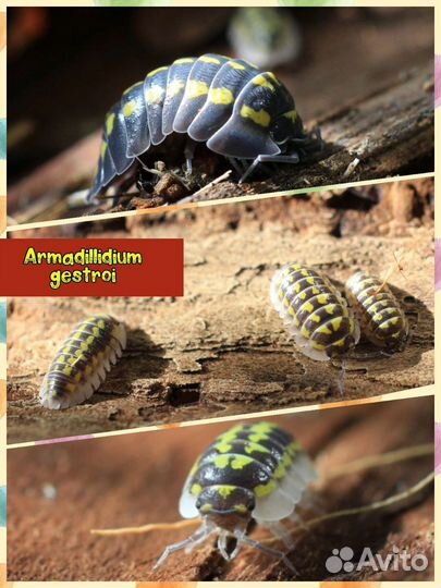 Мокрицы для террариума