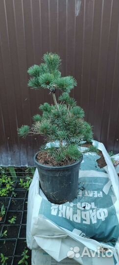 Сосна японская Негиши