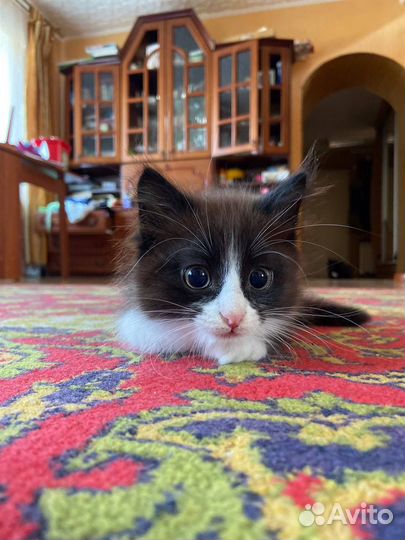 Котёнок, кот