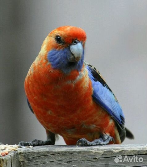 Попугаи розеллы,ожереловые,кореллы и др