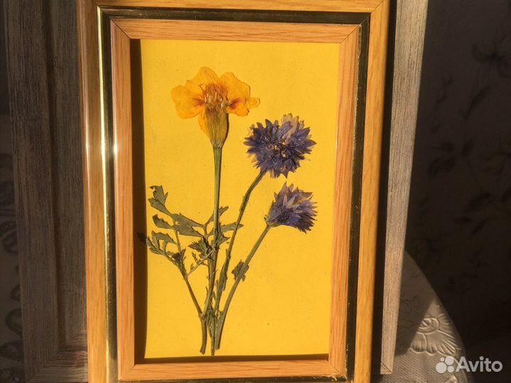 Картины из сухоцветов Ботаника