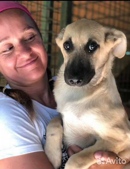 Собака в клетке