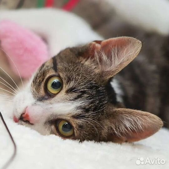 Котенок Сеня ищет дом