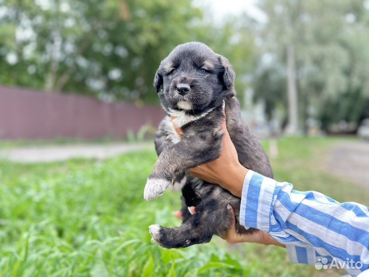 Щенки в добрые руки отдам бесплатно